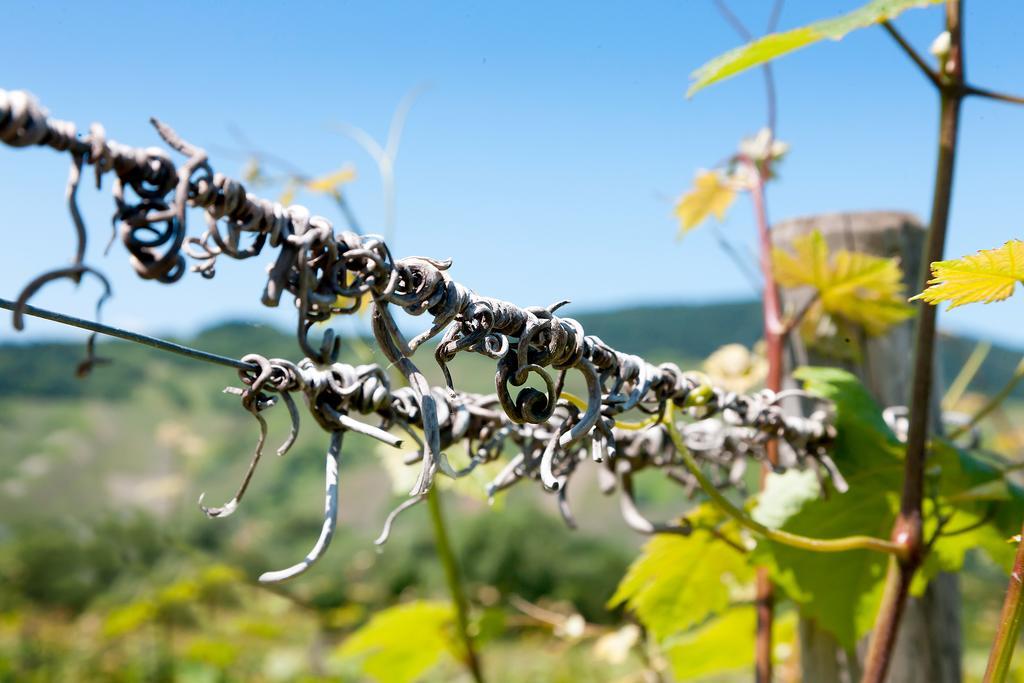 Pension Und Weingut Moselblick Brauneberg Bagian luar foto