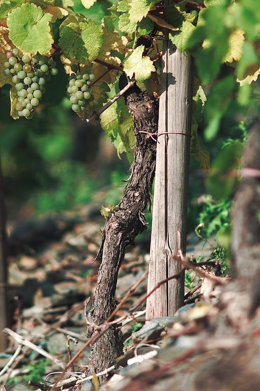 Pension Und Weingut Moselblick Brauneberg Bagian luar foto